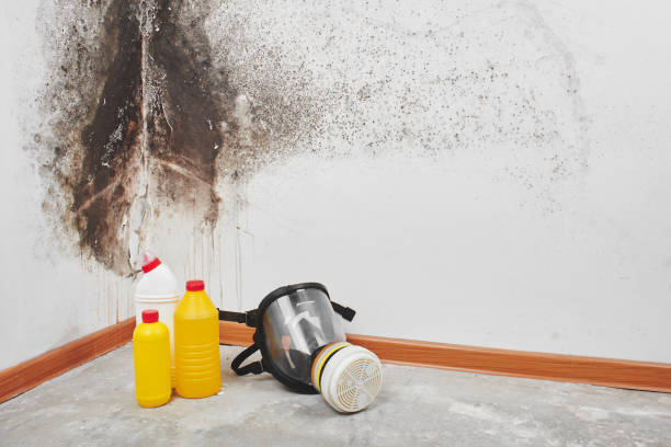 Best Residential Mold Removal  in West University Place, TX