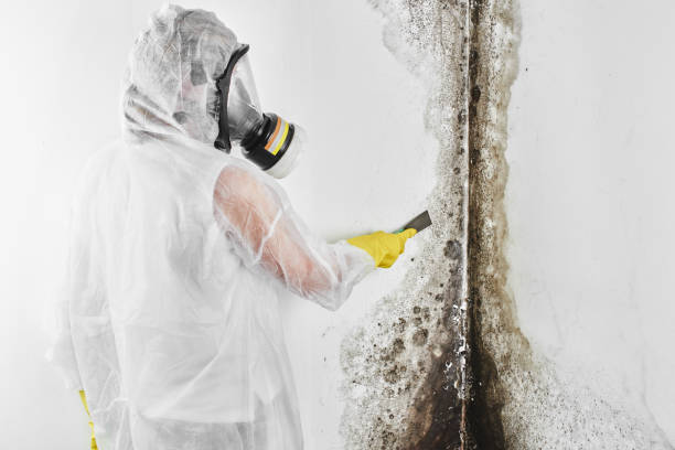 Best Toxic Mold Removal  in West University Place, TX