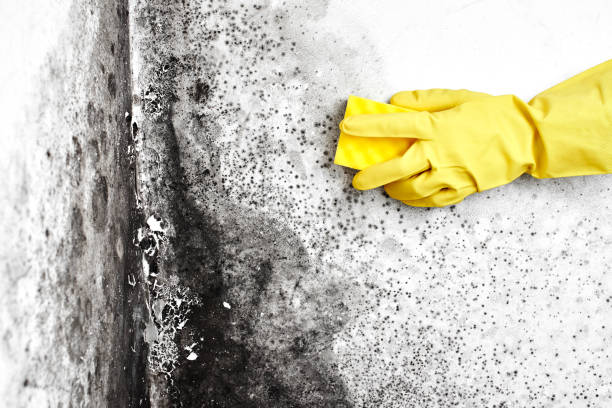 Best Professional Mold Removal  in West University Place, TX