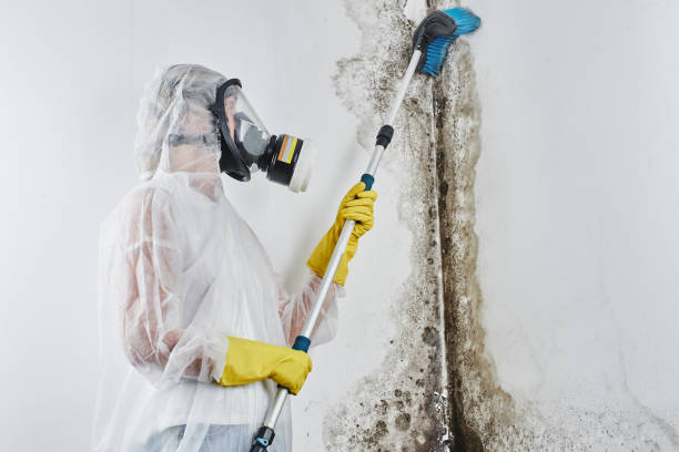 Mold Removal and Inspection in West University Place, TX
