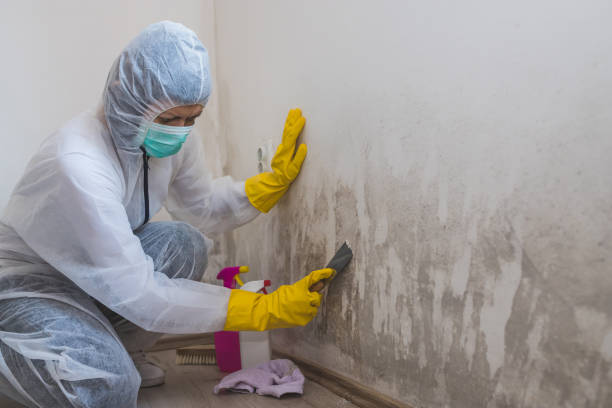 Best Local Mold Removal Service  in West University Place, TX