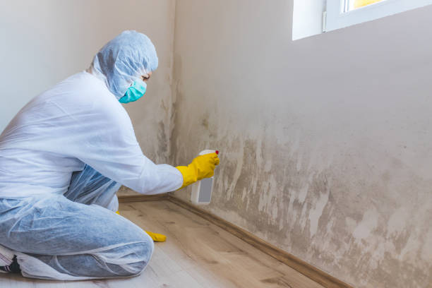 Best Attic Mold Removal  in West University Place, TX