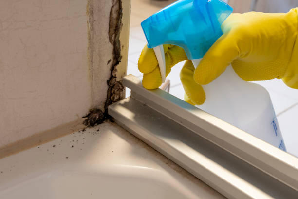 Best Best Mold Removal Companies  in West University Place, TX