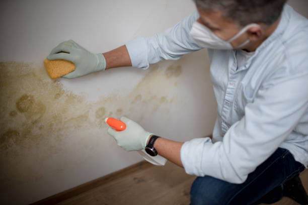 Best Affordable Mold Removal  in West University Place, TX