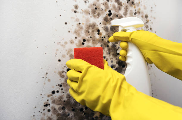 Professional Mold Removal in West University Place, TX