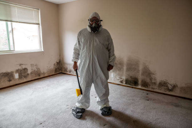 Best Black Mold Removal  in West University Place, TX