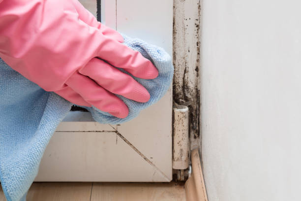 Best Emergency Mold Removal  in West University Place, TX